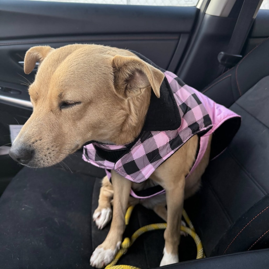 Birdy, an adoptable Feist, Mixed Breed in Rossville, GA, 30741 | Photo Image 2