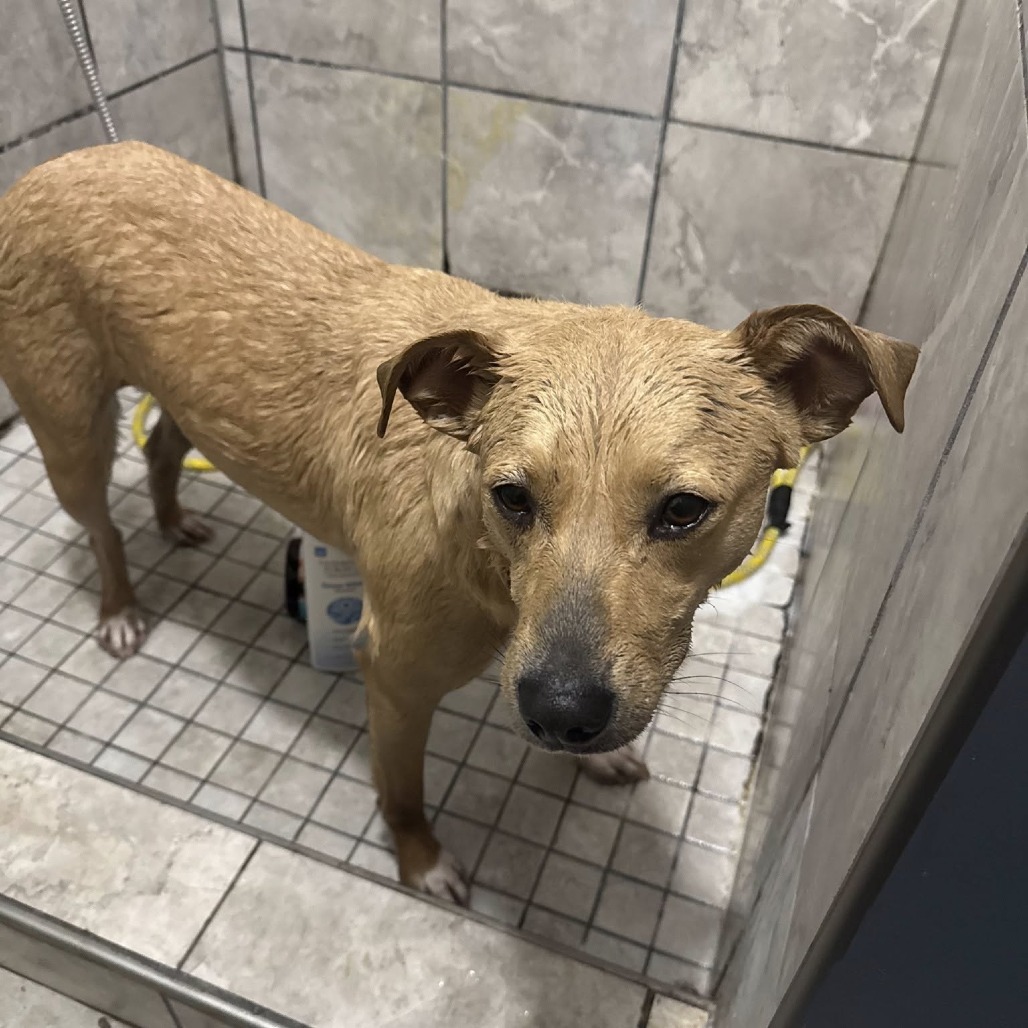 Birdy, an adoptable Feist, Mixed Breed in Rossville, GA, 30741 | Photo Image 3