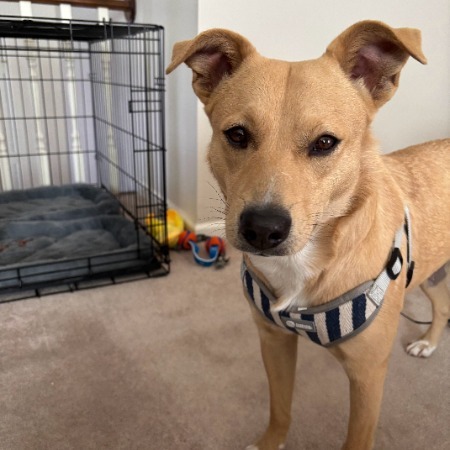 Birdy, an adoptable Feist, Mixed Breed in Rossville, GA, 30741 | Photo Image 4