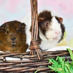 Pancho, Baby Male Guinea Pig