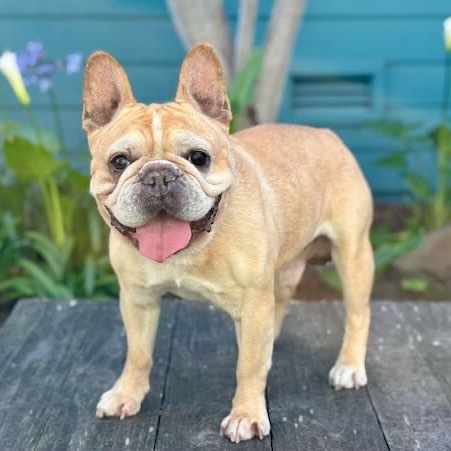 George 4