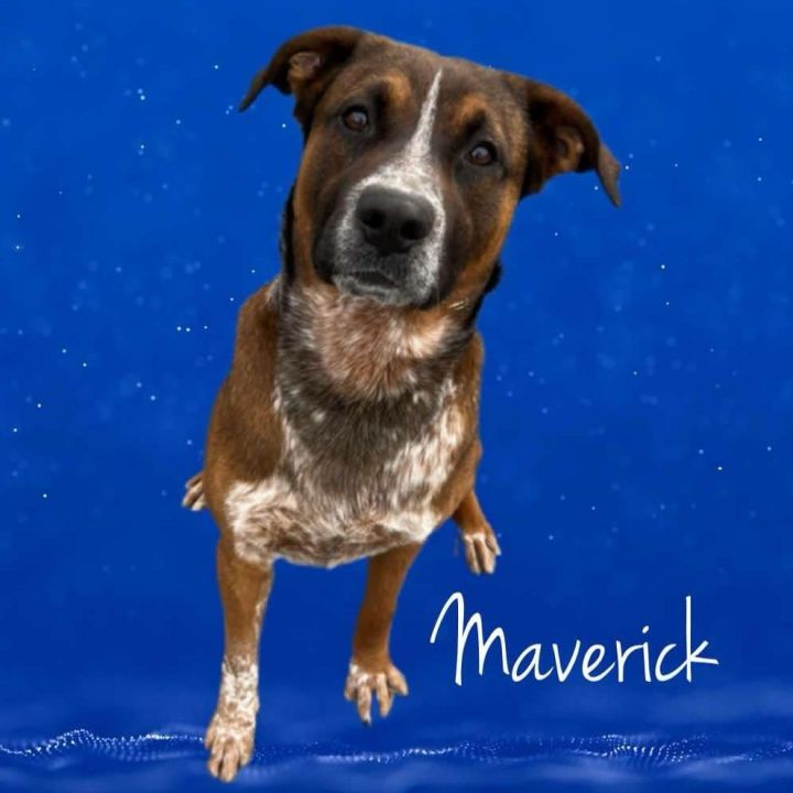 Maverick 4