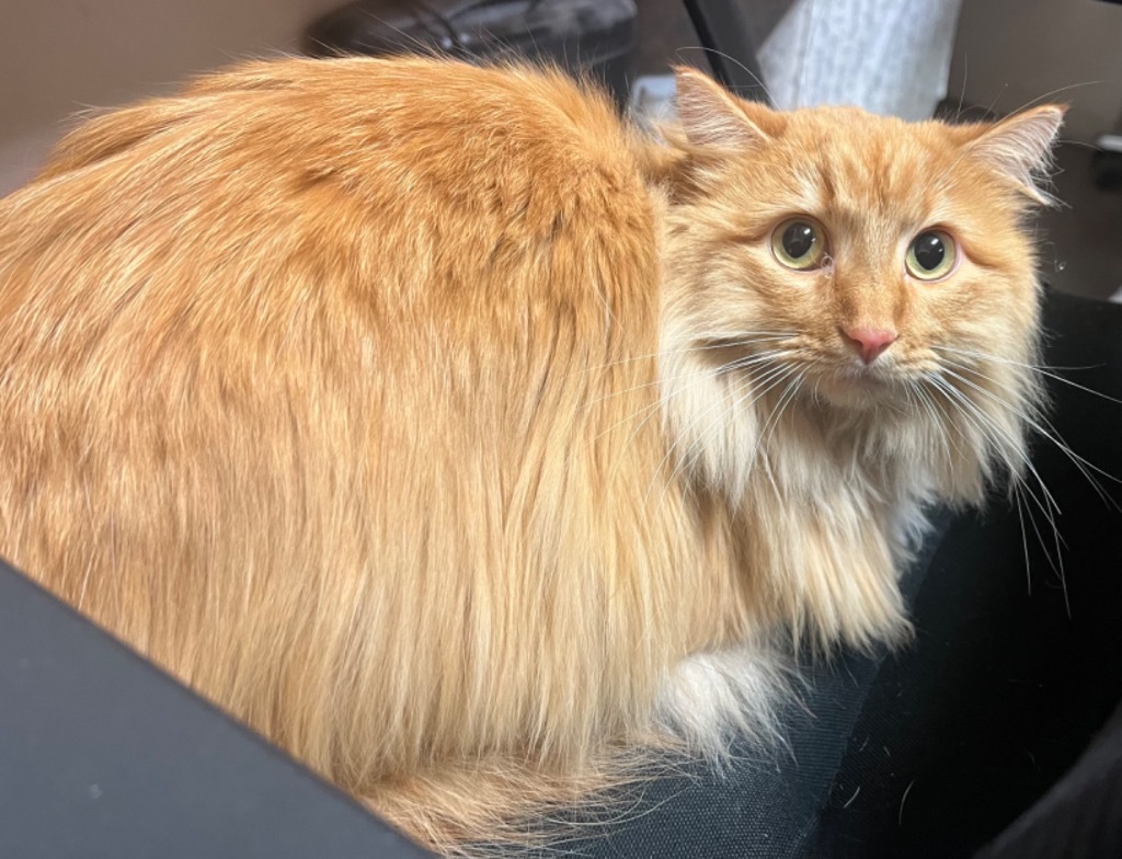 Cassie, an adoptable Domestic Long Hair in Great Bend, KS, 67530 | Photo Image 1