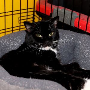 Domino