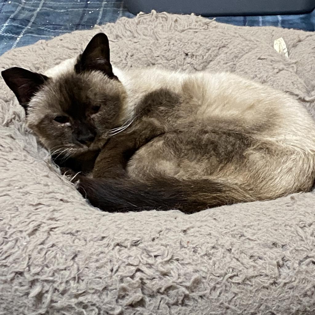 Aslana