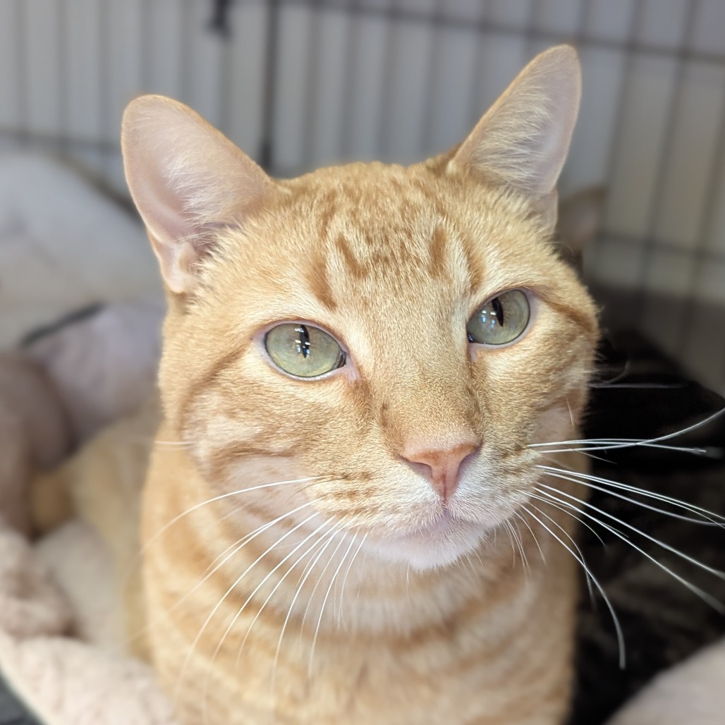 Swiffer (Super Boy), an adoptable Domestic Short Hair in Norfolk, NE, 68701 | Photo Image 1