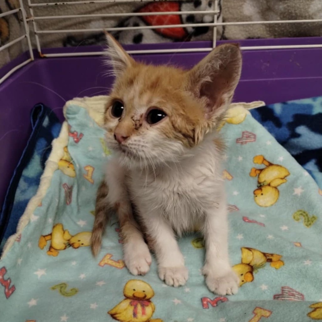 Applesauce, an adoptable Domestic Short Hair in Norfolk, NE, 68701 | Photo Image 2