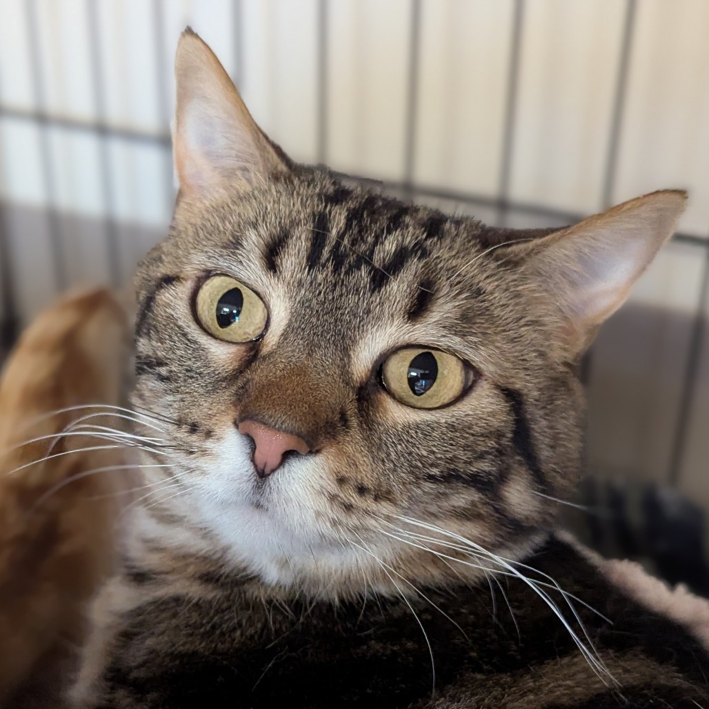 Super Baby, an adoptable Domestic Short Hair in Norfolk, NE, 68701 | Photo Image 1