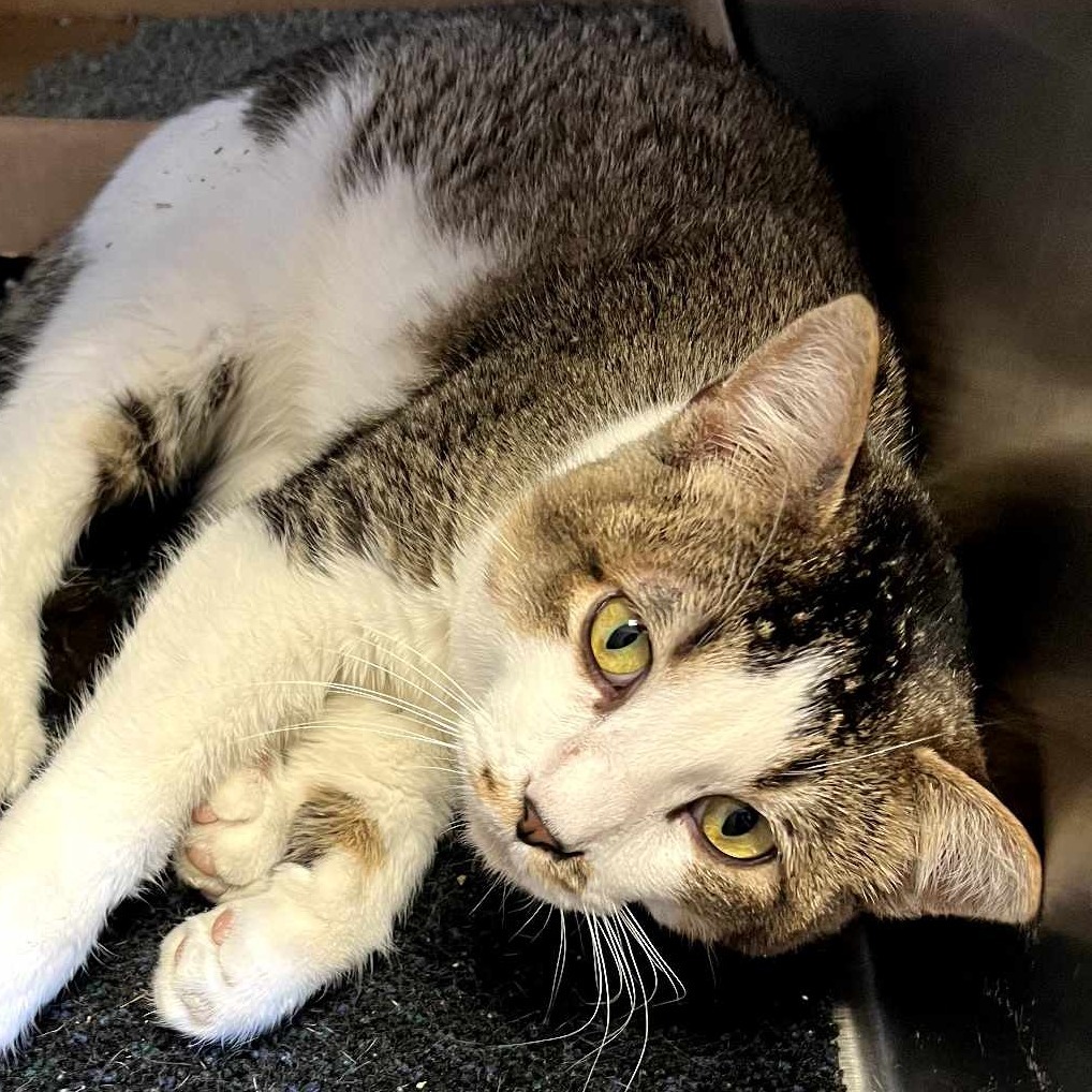 Stache, an adoptable Domestic Short Hair in Norfolk, NE, 68701 | Photo Image 1