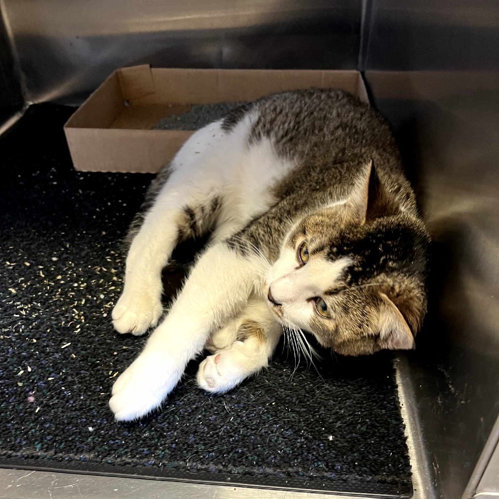 Stache, an adoptable Domestic Short Hair in Norfolk, NE, 68701 | Photo Image 3