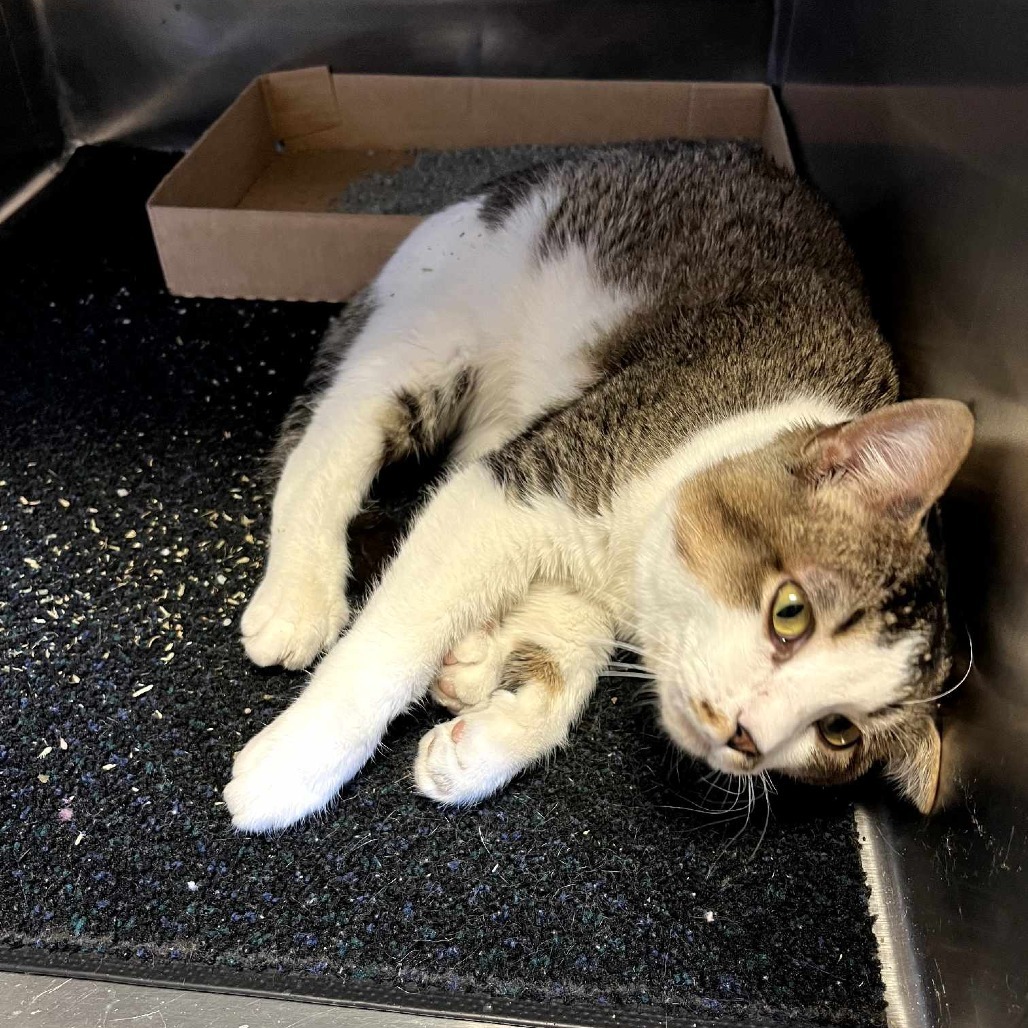 Stache, an adoptable Domestic Short Hair in Norfolk, NE, 68701 | Photo Image 4