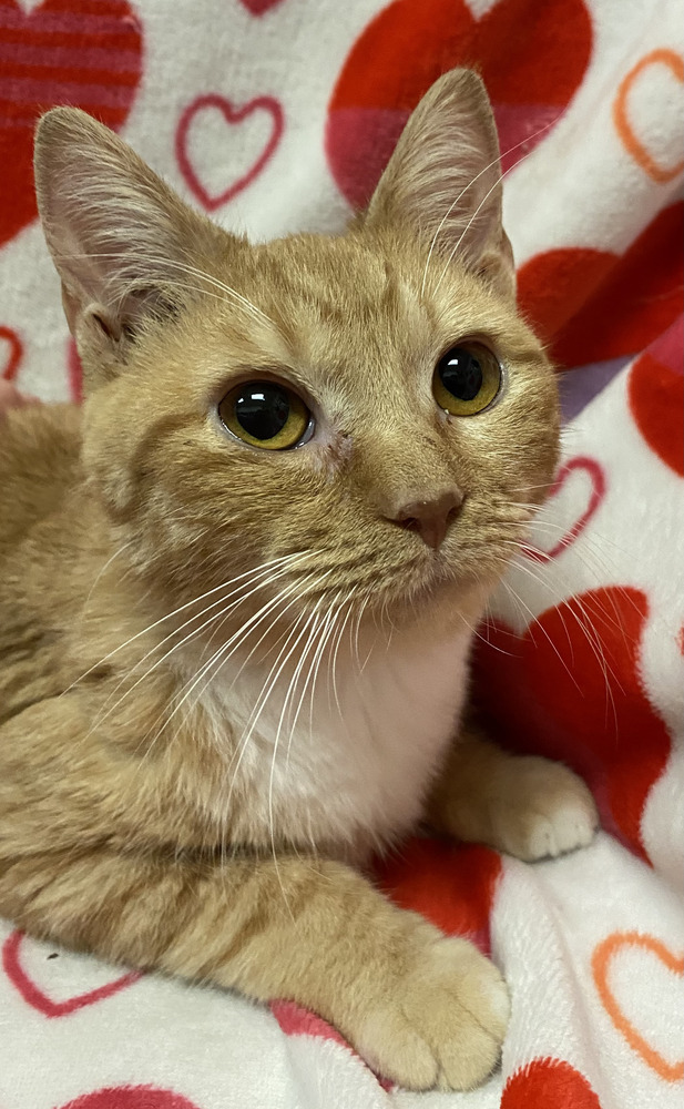 7061 Peaches 1