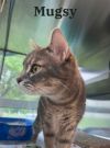 Mugsy photo 1
