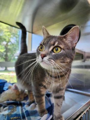 Mugsy, Young Female unknown