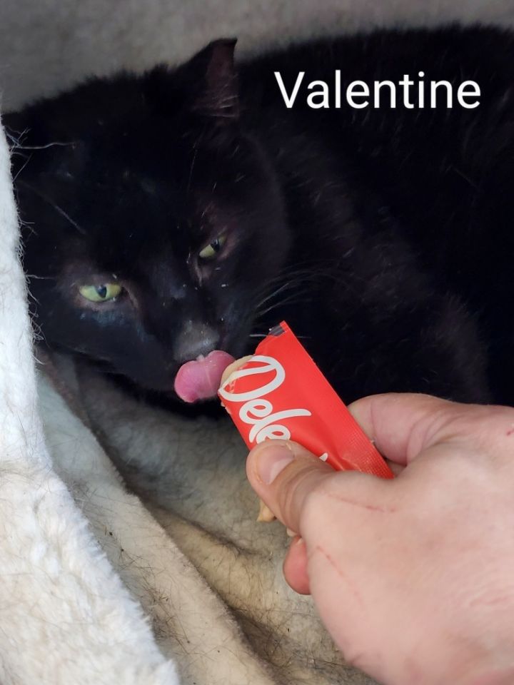 Valentine 5