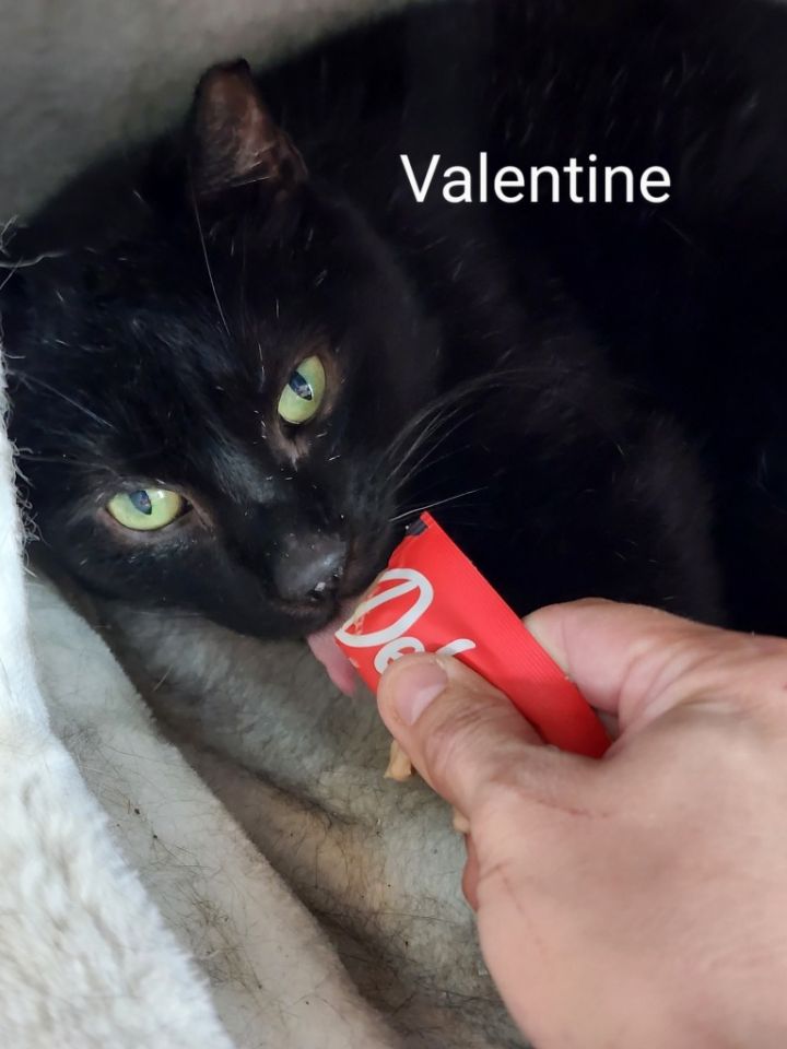 Valentine 6