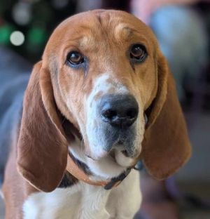 Gerald, Adult Male Treeing Walker Coonhound