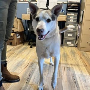 Kojak, Adult Male Husky
