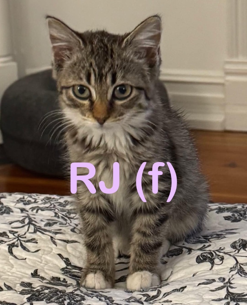 RJ Kitten