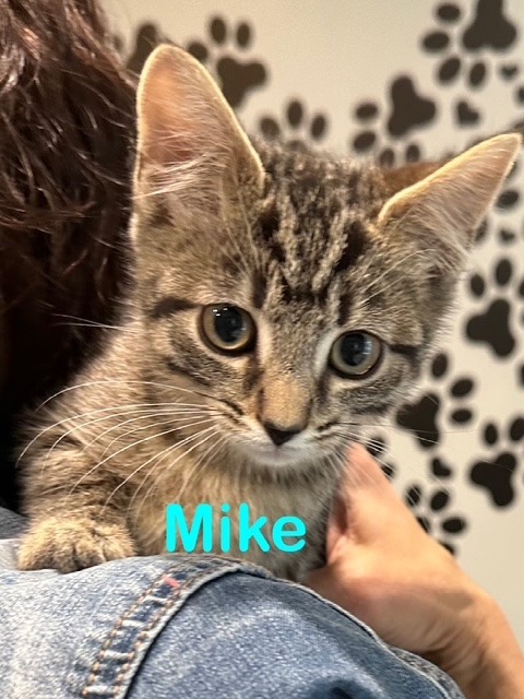 MIKE Kitten