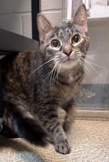 Dakota, Senior Female Domestic Short Hair