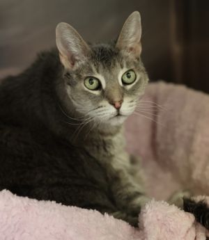 Mona, Adult Female unknown