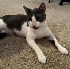 Zinc, Adult Male Domestic Short Hair