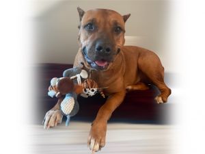 RUBY, Adult Female Cane Corso