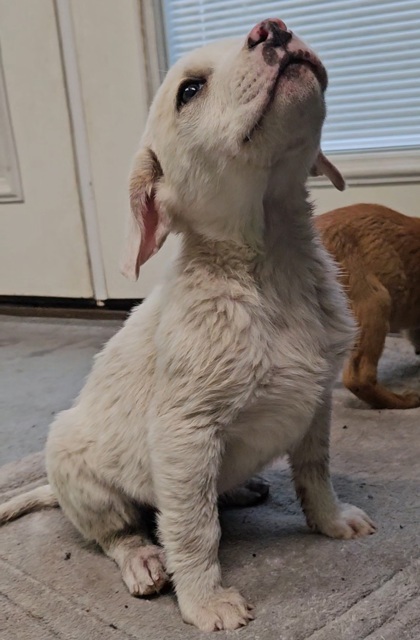 Samson