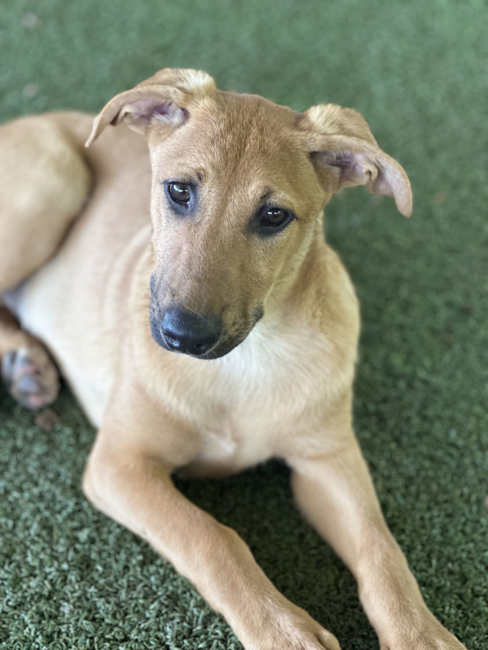 Amy, an adoptable Vizsla, German Shepherd Dog in Pipe Creek, TX, 78063 | Photo Image 1