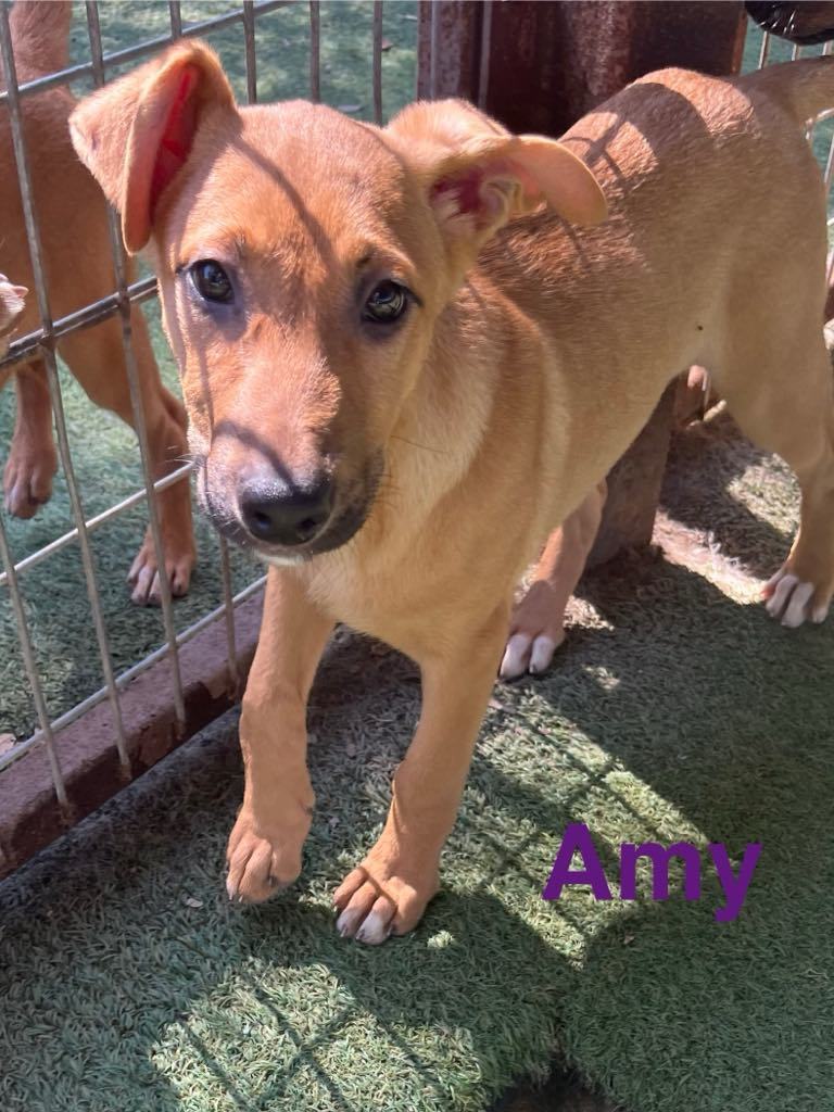 Amy, an adoptable Vizsla, German Shepherd Dog in Pipe Creek, TX, 78063 | Photo Image 2
