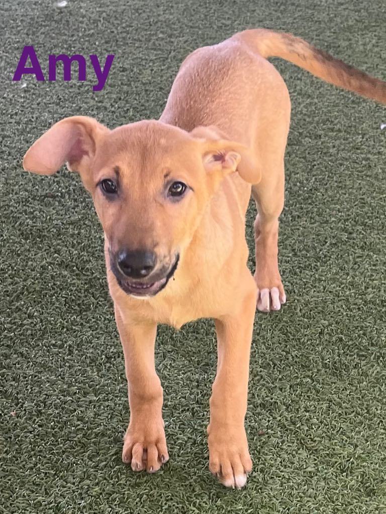 Amy, an adoptable Vizsla, German Shepherd Dog in Pipe Creek, TX, 78063 | Photo Image 3