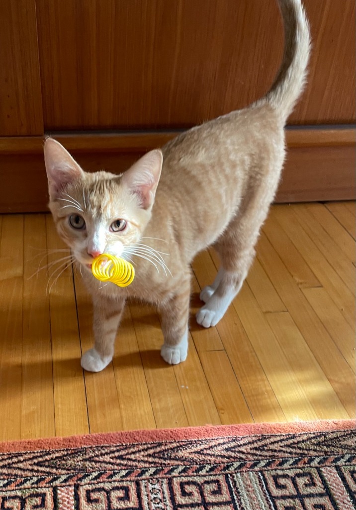 Peanut Butter / Scooter Magoo