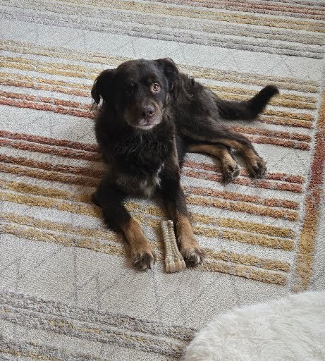 Cooper, an adoptable Newfoundland Dog, Border Collie in Castle Dale, UT, 84513 | Photo Image 1