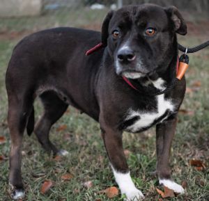Lady is a spirited 3-year-old 50-pound bundle of joy who has triumphed over adversity and is now fl