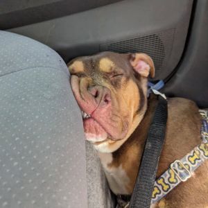 Please contact ADOPTION adoptdoggieharmonyorg for more information about this pet Meet AJ Your