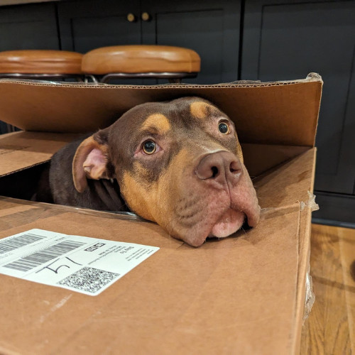 AJ, an adoptable American Bulldog, Bullmastiff in Decatur, GA, 30030 | Photo Image 1