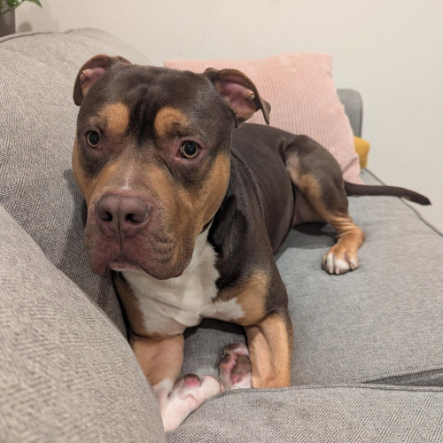 AJ, an adoptable American Bulldog, Bullmastiff in Decatur, GA, 30030 | Photo Image 2