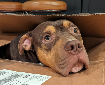 AJ, an adoptable American Bulldog, Bullmastiff in Decatur, GA, 30030 | Photo Image 3