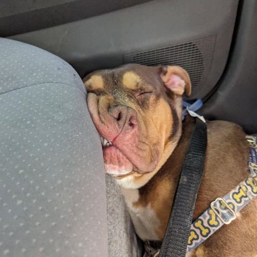 AJ, an adoptable American Bulldog, Bullmastiff in Decatur, GA, 30030 | Photo Image 3