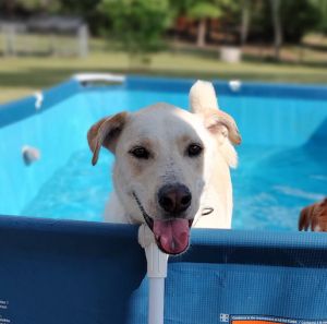 Please contact ADOPTION adoptdoggieharmonyorg for more information about this petadoption withi