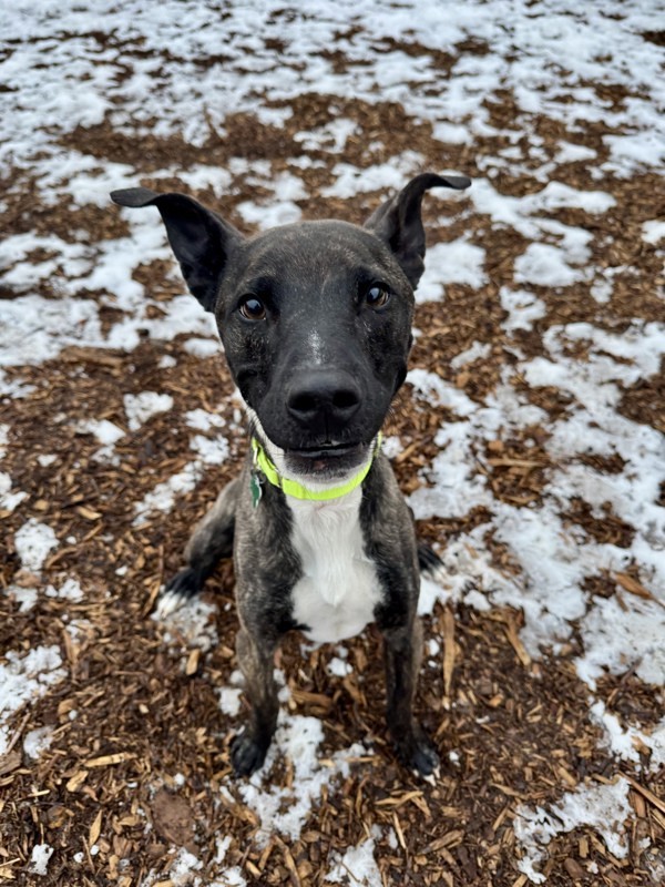 Argos Call 402-441-4490 To Meet!
