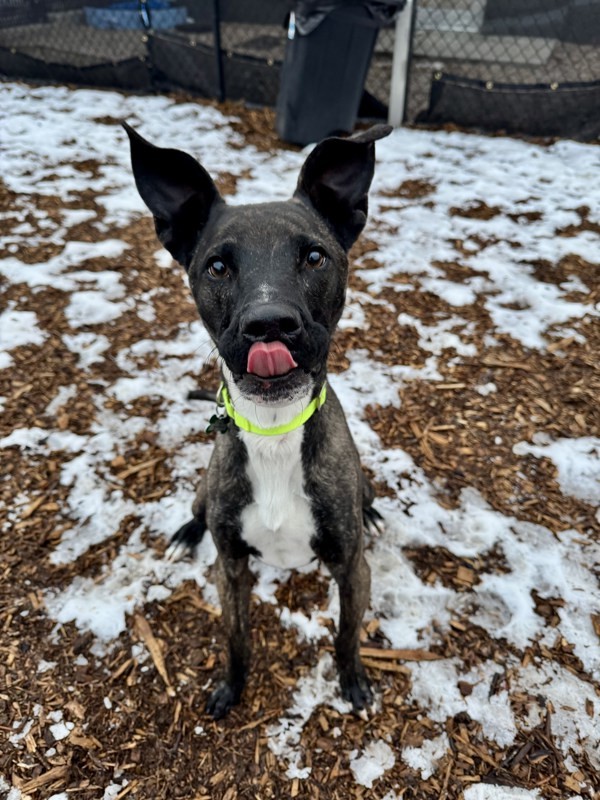 Argos Call 402-441-4490 To Meet!