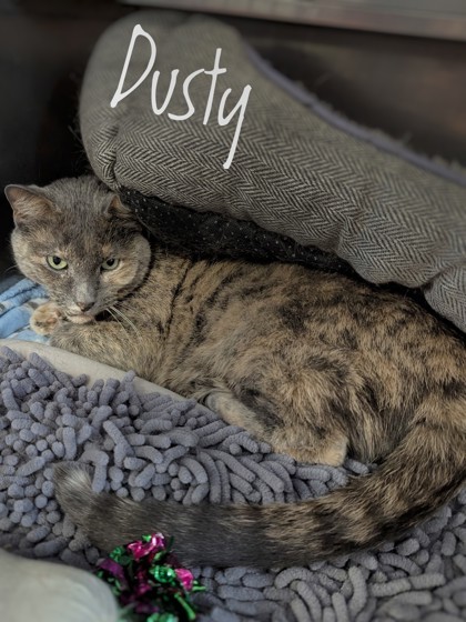 Dusty, an adoptable Domestic Short Hair in Rhinelander, WI, 54501 | Photo Image 1