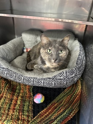 Dusty, an adoptable Domestic Short Hair in Rhinelander, WI, 54501 | Photo Image 1