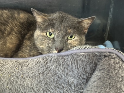 Dusty, an adoptable Domestic Short Hair in Rhinelander, WI, 54501 | Photo Image 2
