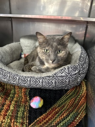 Dusty, an adoptable Domestic Short Hair in Rhinelander, WI, 54501 | Photo Image 2