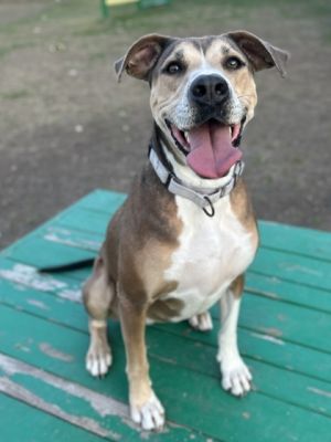 Sapphire, Adult Female Hound