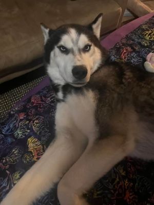 Blue is great with dogs his size or bigger he does fine with medium size dogs but he definitely nee