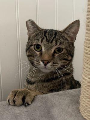 Sherwood, Adult Male Domestic Short Hair